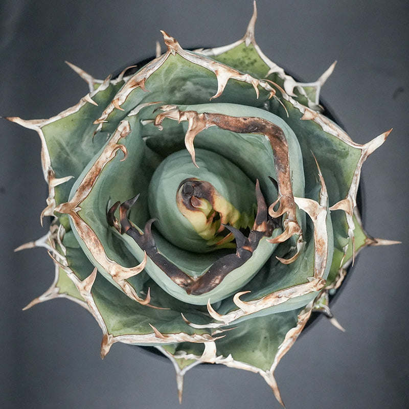Agave titanota 鳳凰 子株 No.1 (Lize血統)
