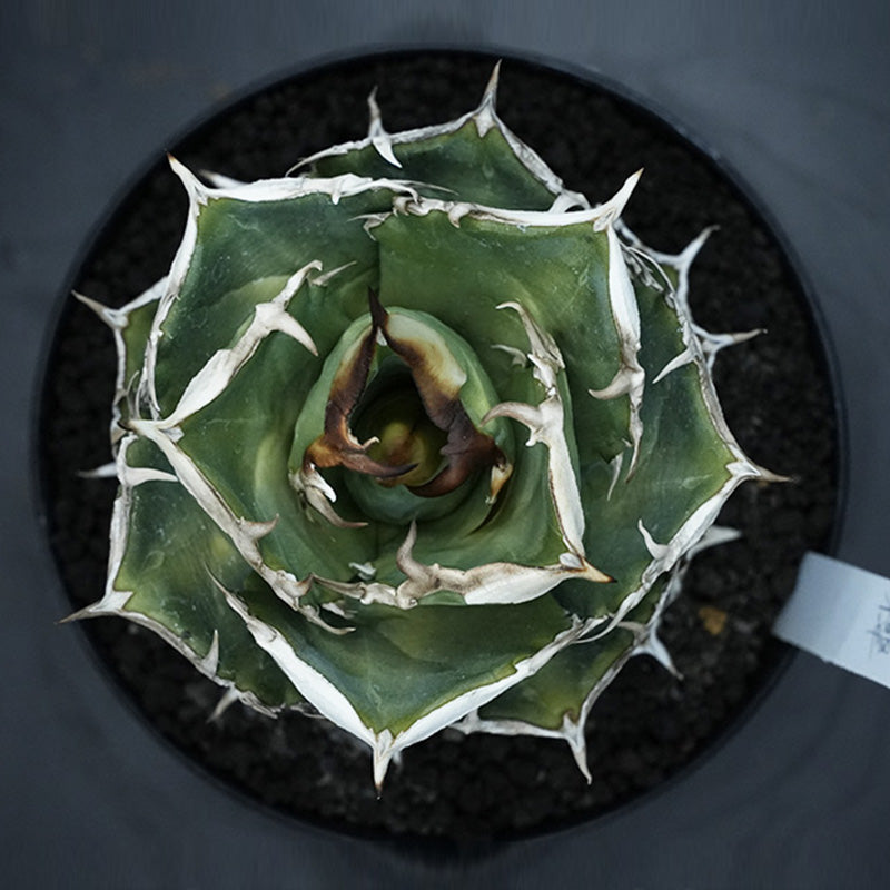 Agave titanota 清櫻 子株 No.1 (Lize血統)