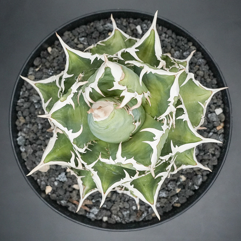 Agave titanota 大白鯊 子株 No.1 (Lize血統)